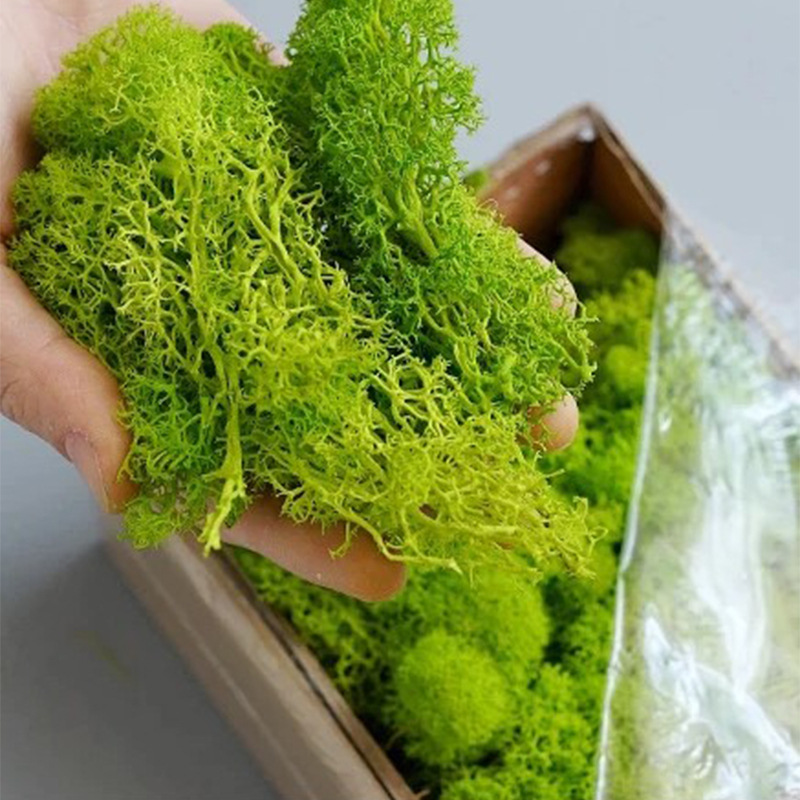 Sphagnum Moss Dry - Piante verdi artificiali Vita eterna Muschio