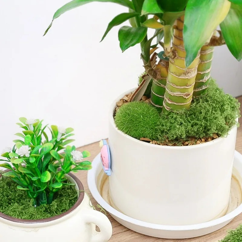 Muschio Artificiale Realistico - Sphagnum Moss Dry recensione e prezzo