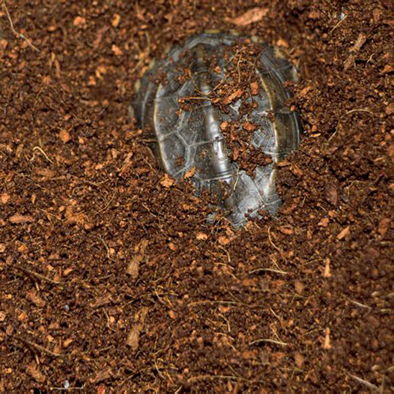 WAJABABY Mattone Coco Coir pro - Sphagnum Moss Dry recensione e prezzo